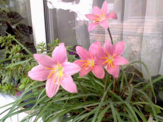 Name:  DSC00174.jpg
Views: 1385
Size:  48.7 KB