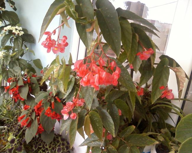 Name:  Grnt0-0004.jpg
Views: 1430
Size:  61.5 KB