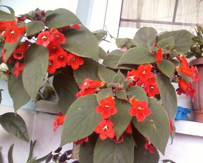 Name:  Grnt0-0006.jpg
Views: 1440
Size:  52.1 KB