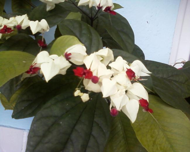 Name:  Grnt0-0007.jpg
Views: 1425
Size:  35.6 KB