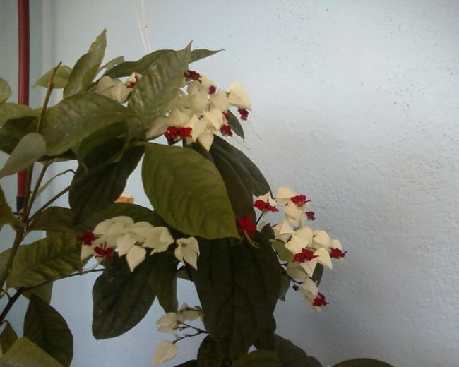 Name:  Grnt0-0008.jpg
Views: 1440
Size:  35.5 KB