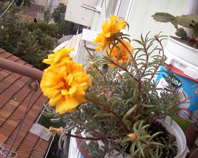 Name:  Grnt0-0010.jpg
Views: 1408
Size:  67.6 KB