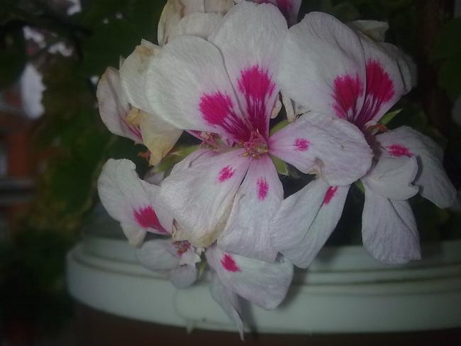 Name:  Grnt0560.jpg
Views: 1407
Size:  29.9 KB