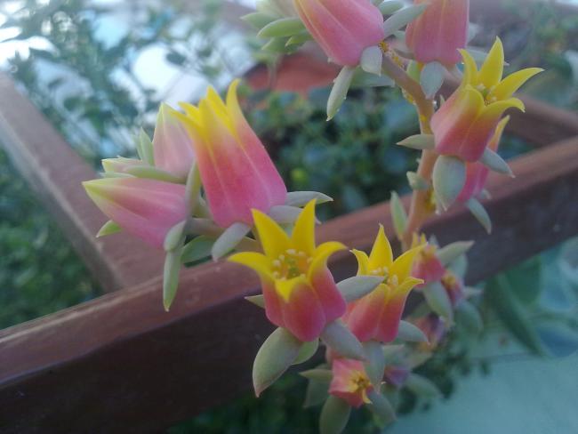 Name:  07072010030.jpg
Views: 1342
Size:  32.1 KB