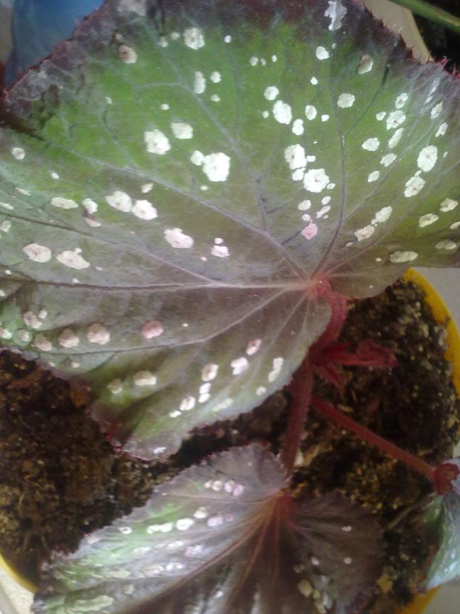Name:  07072010017.jpg
Views: 1316
Size:  70.3 KB