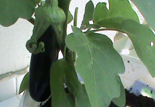 Name:  yenipatlcan.jpg
Views: 1523
Size:  23.7 KB