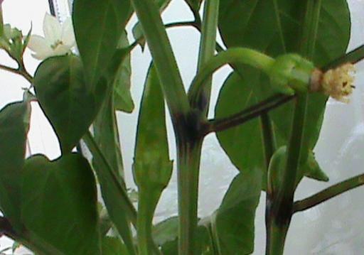 Name:  biberyeni.jpg
Views: 1482
Size:  25.3 KB