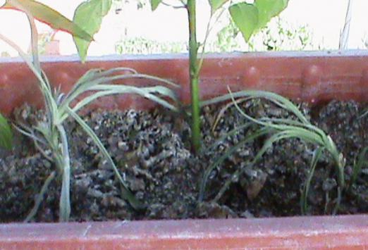 Name:  karanfil1.jpg
Views: 1933
Size:  33.5 KB