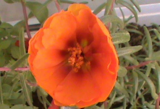 Name:  turuncutrnak.jpg
Views: 1660
Size:  23.7 KB