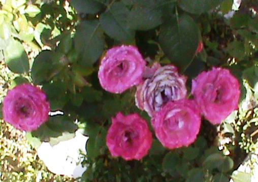 Name:  pembe gller.jpg
Views: 3446
Size:  33.3 KB