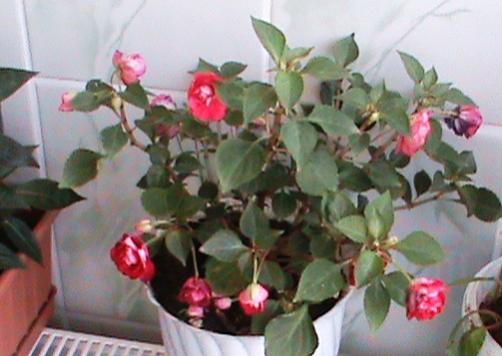 Name:  camgzeli.jpg
Views: 11008
Size:  28.7 KB
