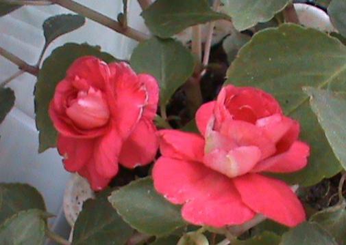 Name:  camgzeli2.jpg
Views: 1621
Size:  24.4 KB