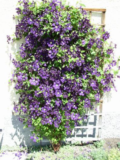 Name:  clematis-etoile-violette.jpg
Views: 17149
Size:  69.9 KB