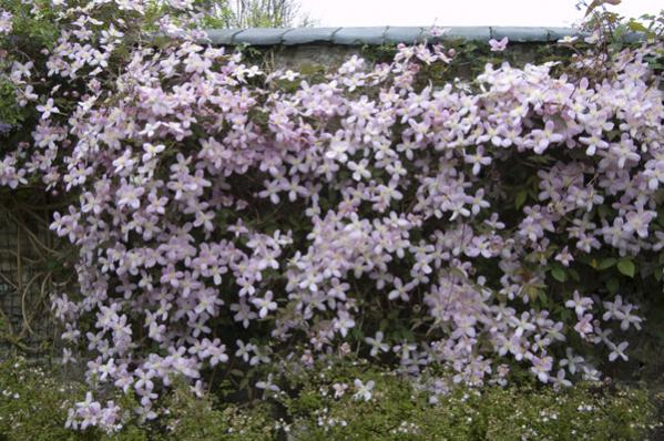Name:  Clematis_Elizabeth-(3).jpg
Views: 5648
Size:  62.8 KB