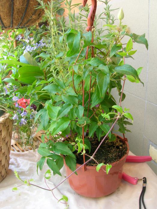 Name:  DSCN7604.jpg
Views: 1926
Size:  75.3 KB