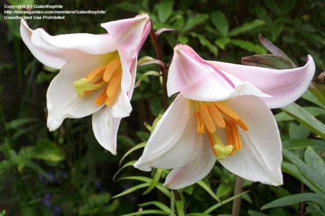 Name:  4781a7.jpg
Views: 1304
Size:  41.2 KB