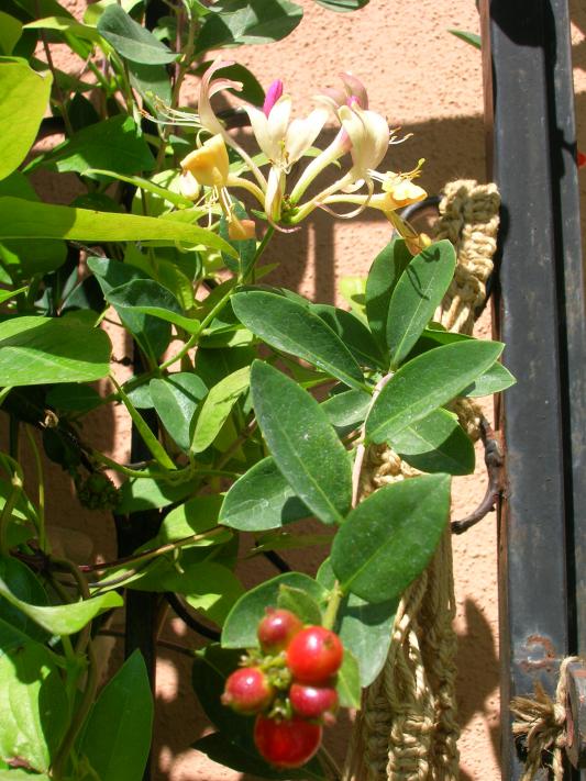 Name:  DSCN7803.jpg
Views: 2103
Size:  75.7 KB