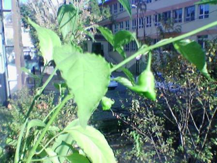 Name:  an biberi2.jpg
Views: 7519
Size:  34.0 KB