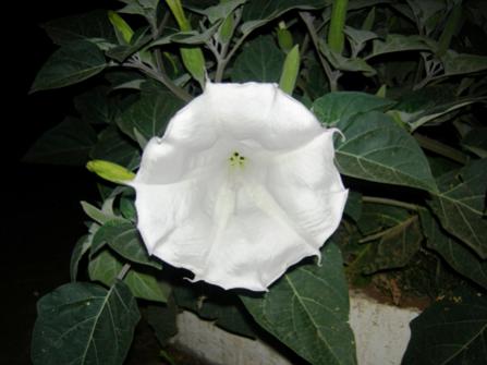 Name:  DSCN2224.jpg
Views: 15291
Size:  20.8 KB
