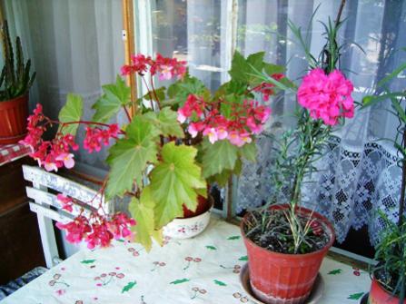 Name:  01052004 annemin iekleri (1).jpg
Views: 16590
Size:  33.9 KB