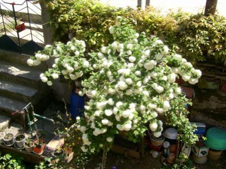 Name:  01052004 annemin iekleri.jpg
Views: 15754
Size:  40.3 KB