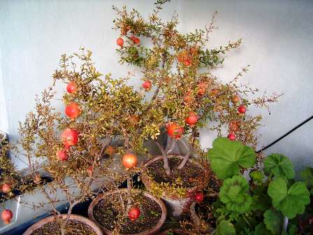 Name:  06122003j nar.JPG
Views: 7968
Size:  42.5 KB