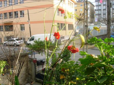 Name:  DSCN0469.jpg
Views: 7066
Size:  34.7 KB