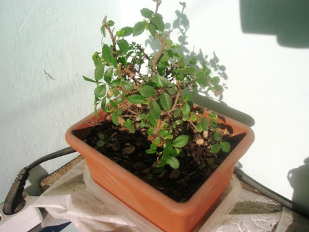 Name:  DSCN0470.JPG
Views: 15161
Size:  58.3 KB