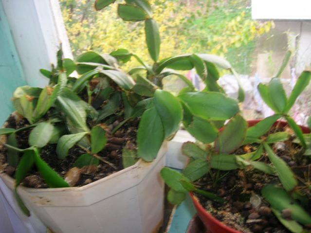 Name:  DSCN0473.jpg
Views: 7599
Size:  43.8 KB
