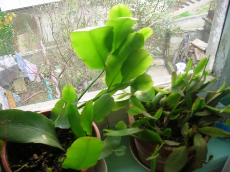 Name:  DSCN0475.JPG
Views: 16589
Size:  68.6 KB
