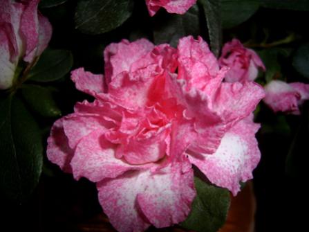 Name:  iekler 12022004 orite 3310 (11).jpg
Views: 14638
Size:  20.9 KB