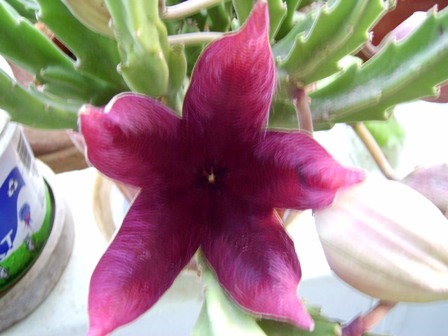 Name:  PIC_0007.JPG
Views: 14300
Size:  49.5 KB