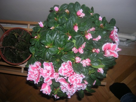 Name:  acelya.jpg
Views: 11588
Size:  66.5 KB