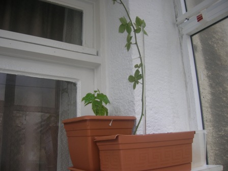 Name:  DSCN0499.JPG
Views: 9876
Size:  43.7 KB