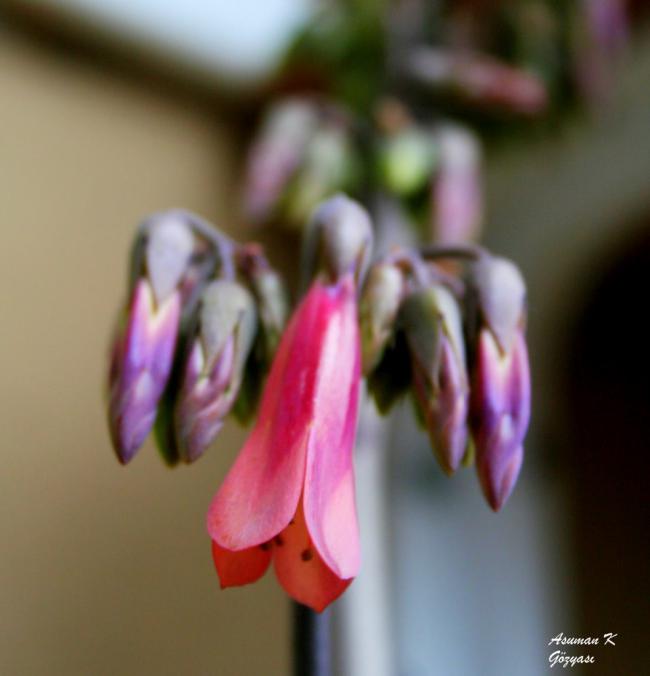 Name:  IMG_2495.jpg
Views: 832
Size:  30.5 KB