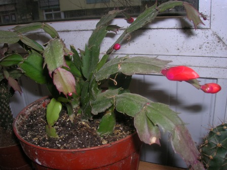Name:  DSCN0557.JPG
Views: 2054
Size:  63.6 KB