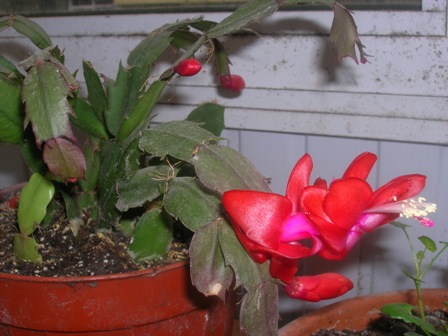 Name:  DSCN0590.JPG
Views: 2147
Size:  60.9 KB