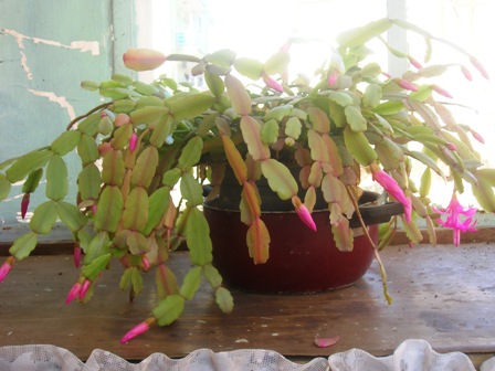 Name:  DSCN0620.JPG
Views: 1914
Size:  60.4 KB