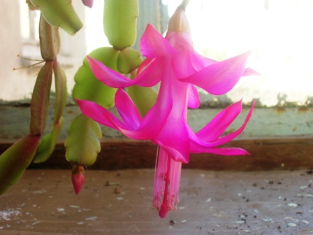 Name:  DSCN0621.JPG
Views: 1881
Size:  55.9 KB