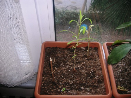 Name:  DSCN0623.JPG
Views: 2006
Size:  68.7 KB