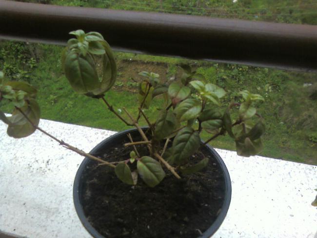 Name:  7,04 (3).jpg
Views: 753
Size:  41.4 KB