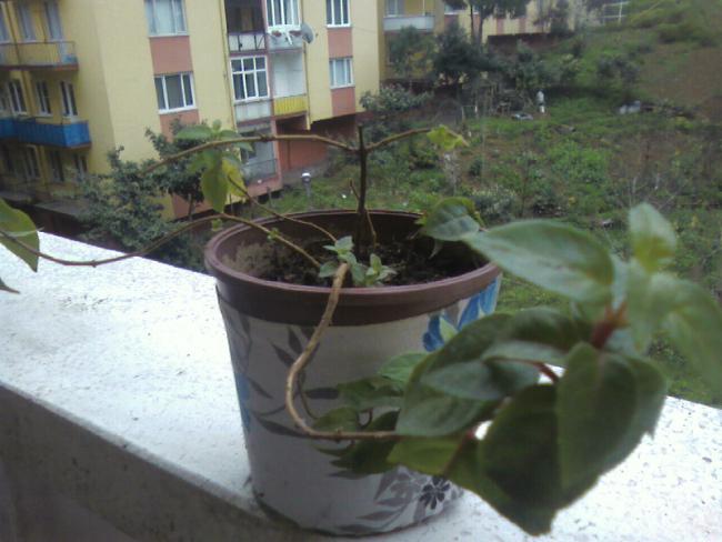 Name:  7,04 (1).jpg
Views: 747
Size:  41.9 KB