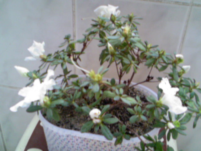 Name:  Photo-0030.jpg
Views: 797
Size:  53.7 KB