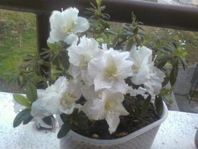 Name:  7,04 (6).jpg
Views: 776
Size:  44.0 KB