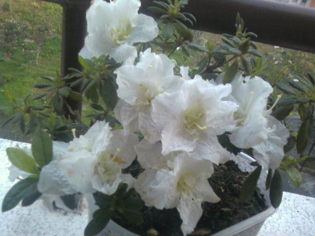 Name:  7,04 (8).jpg
Views: 769
Size:  42.5 KB
