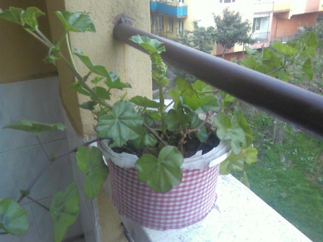 Name:  7,04 (9).jpg
Views: 784
Size:  41.0 KB
