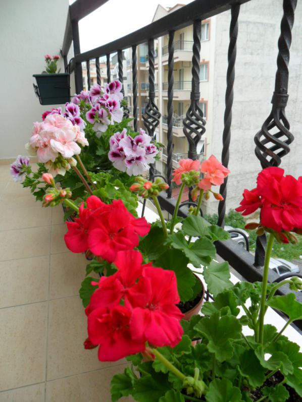 Name:  SAM_0554.jpg
Views: 4383
Size:  72.9 KB