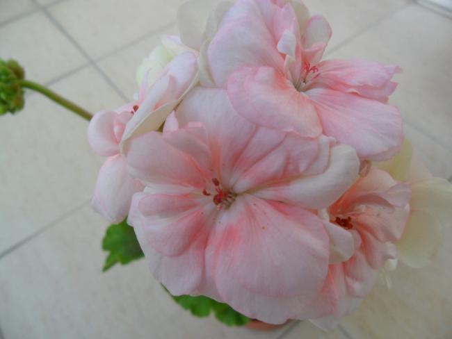 Name:  SAM_0524.jpg
Views: 2860
Size:  22.4 KB