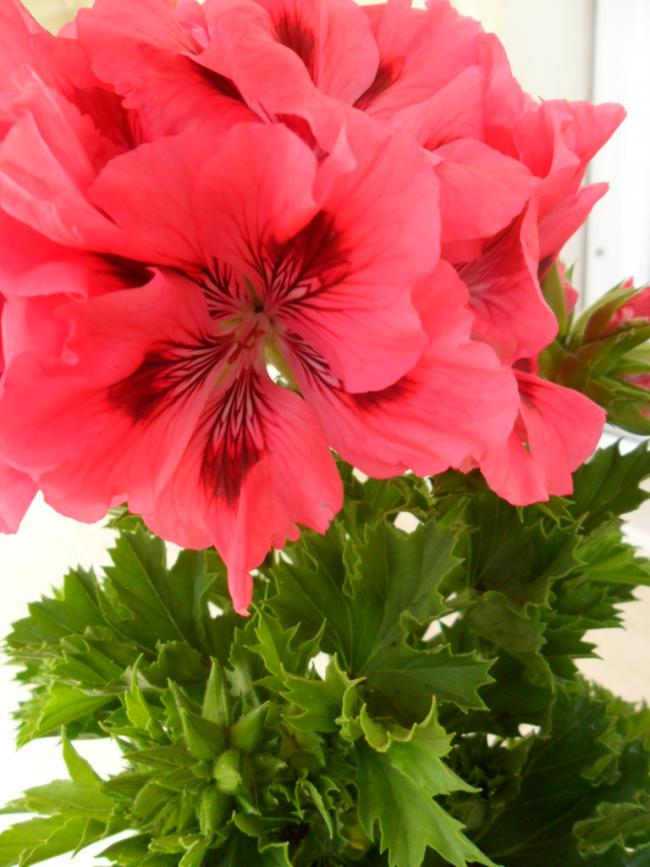 Name:  SAM_0519.jpg
Views: 2771
Size:  67.6 KB