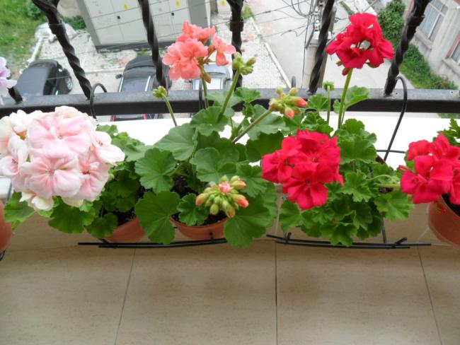 Name:  SAM_0549.jpg
Views: 2683
Size:  50.4 KB